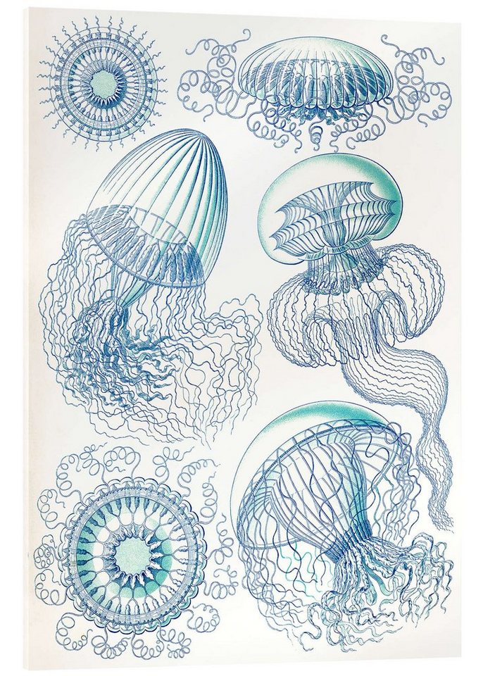 Posterlounge Acrylglasbild Ernst Haeckel, Nesseltiere, Leptomedusae (Kunstformen der Natur, 1899), Badezimmer Maritim Malerei von Posterlounge