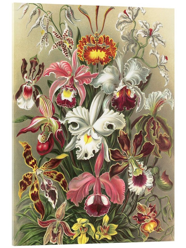 Posterlounge Acrylglasbild Ernst Haeckel, Orchideen, Orchidae (Kunstformen der Natur, 1899), Esszimmer Vintage Grafikdesign von Posterlounge