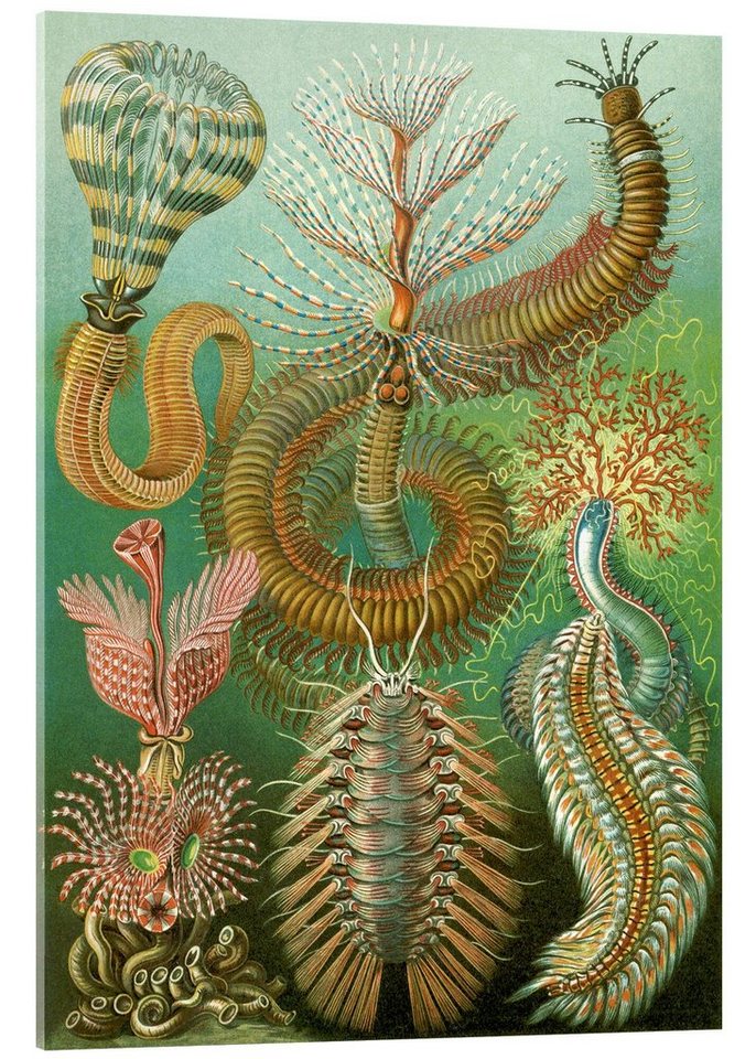 Posterlounge Acrylglasbild Ernst Haeckel, Ringelwürmer, Chaetopoda (Kunstformen der Natur, 1899), Malerei von Posterlounge