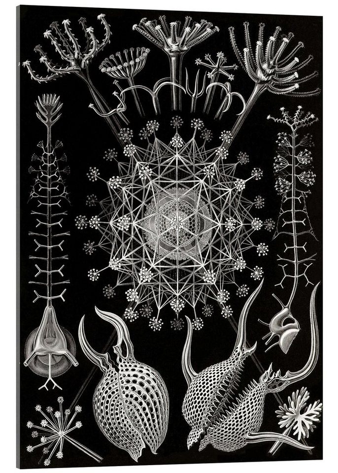 Posterlounge Acrylglasbild Ernst Haeckel, Rohrstrahlinge, Phaeodaria (Kunstformen der Natur, 1899), Malerei von Posterlounge
