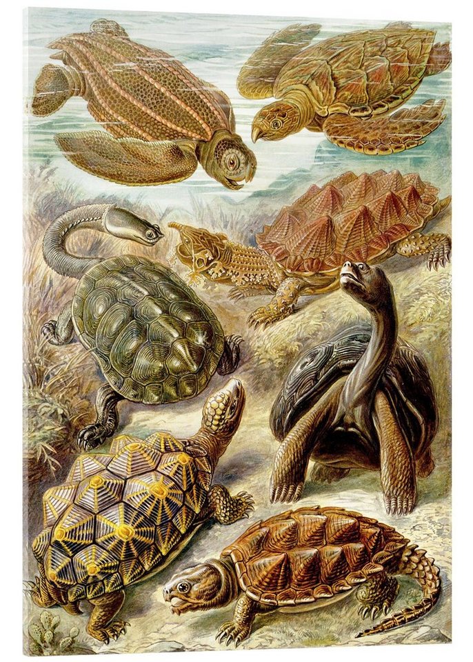 Posterlounge Acrylglasbild Ernst Haeckel, Schildkröten, Chelonia (Kunstformen der Natur, 1899), Malerei von Posterlounge