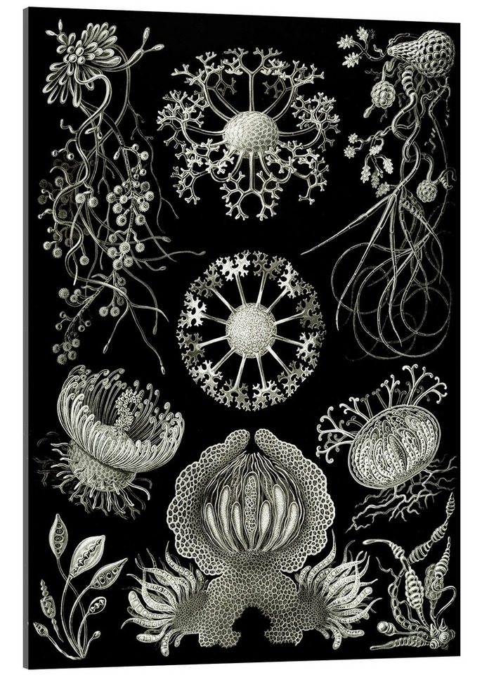 Posterlounge Acrylglasbild Ernst Haeckel, Schlauchpilze, Ascomycetes (Kunstformen der Natur, 1899), Malerei von Posterlounge