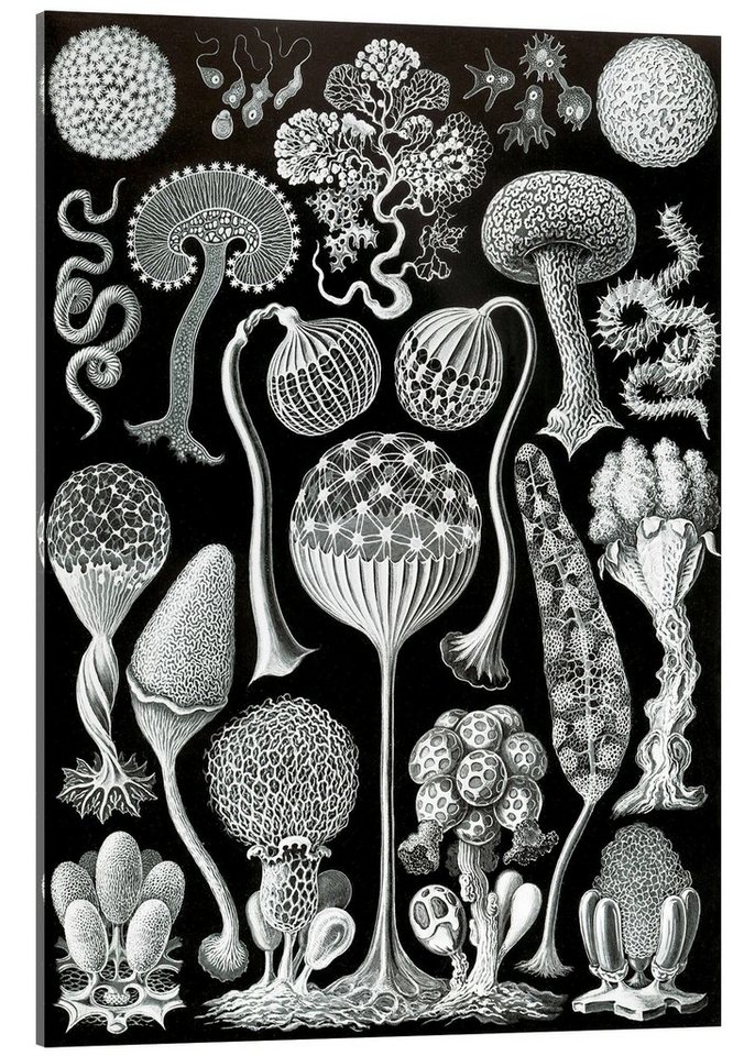 Posterlounge Acrylglasbild Ernst Haeckel, Schleimpilze, Mycetozoa (Kunstformen der Natur, 1899), Malerei von Posterlounge