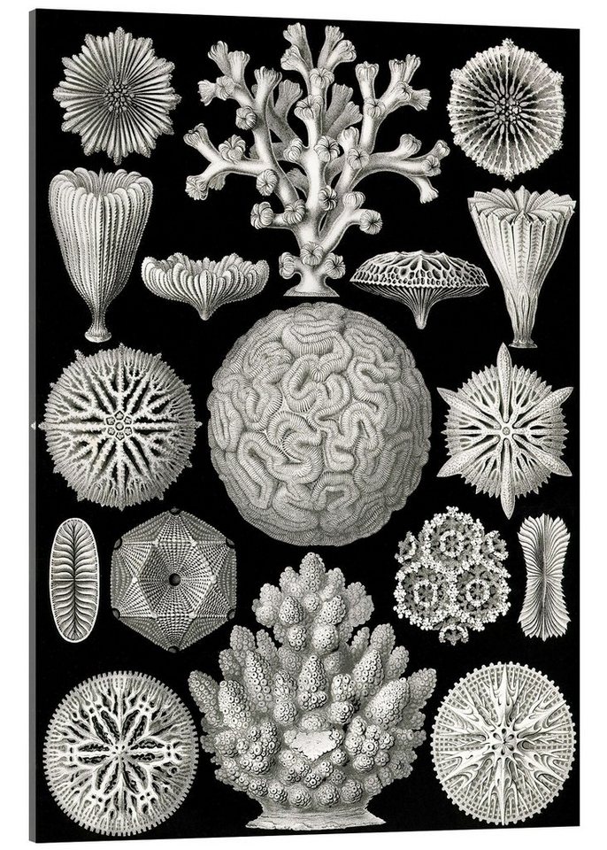 Posterlounge Acrylglasbild Ernst Haeckel, Sechsstrahlige Blumentiere, Hexacorallia (Kunstformen der Natur, 1899), Malerei von Posterlounge