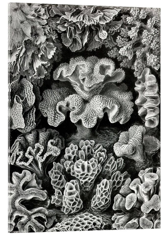Posterlounge Acrylglasbild Ernst Haeckel, Sechsstrahlige Blumentiere, Hexacorallia (Kunstformen der Natur, 1899), Malerei von Posterlounge