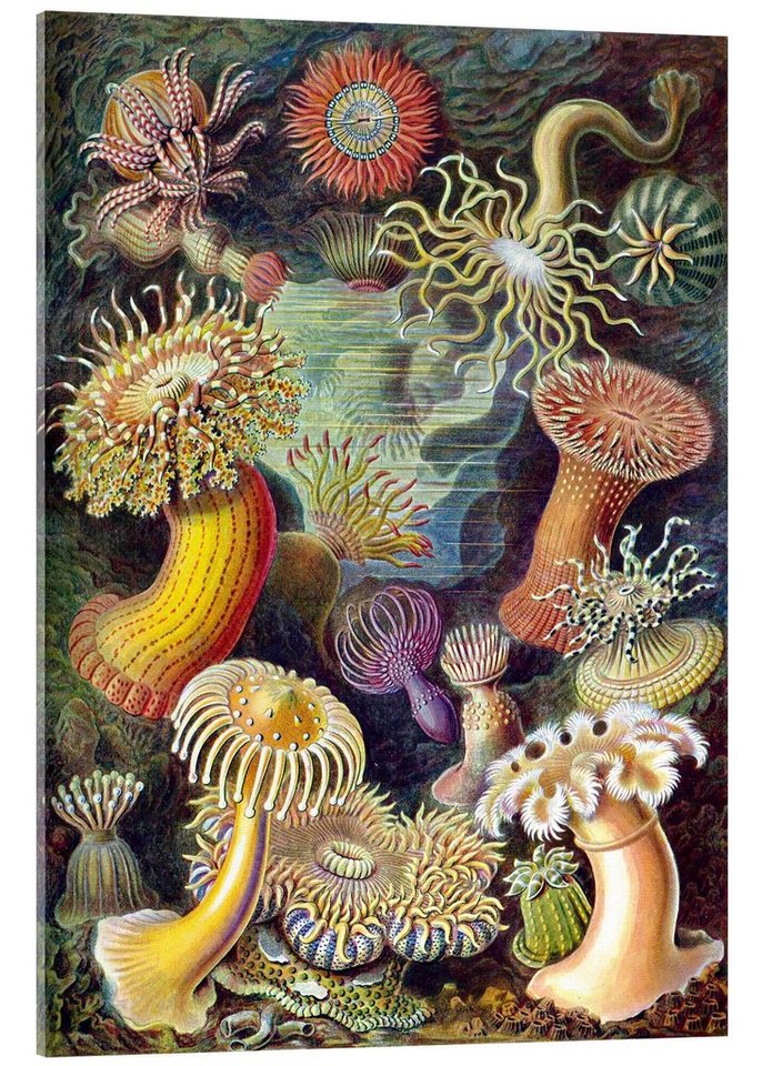 Posterlounge Acrylglasbild Ernst Haeckel, Seeanemonen, Actiniae (Kunstformen der Natur, 1899), Wohnzimmer Vintage Grafikdesign von Posterlounge