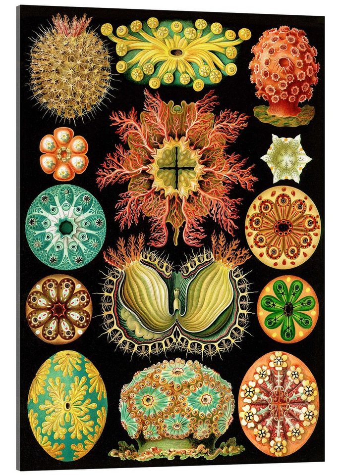 Posterlounge Acrylglasbild Ernst Haeckel, Seescheiden, Ascidiae (Kunstformen der Natur, 1899), Badezimmer Vintage Malerei von Posterlounge