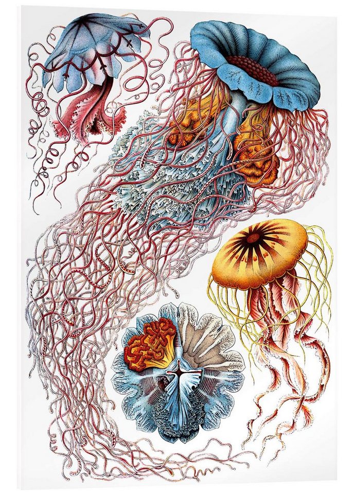 Posterlounge Acrylglasbild Ernst Haeckel, Semaeostomiden, Discomedusae - Kunstformen der Natur, 1899 I, Badezimmer Maritim Malerei von Posterlounge