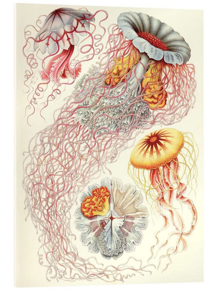 Posterlounge Acrylglasbild Ernst Haeckel, Semaeostomiden, Discomedusae - Kunstformen der Natur, 1899 II, Vintage Malerei von Posterlounge