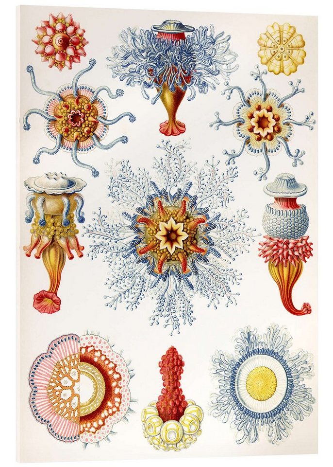 Posterlounge Acrylglasbild Ernst Haeckel, Staatsquallen, Siphonophorae (Kunstformen der Natur, 1899), Malerei von Posterlounge
