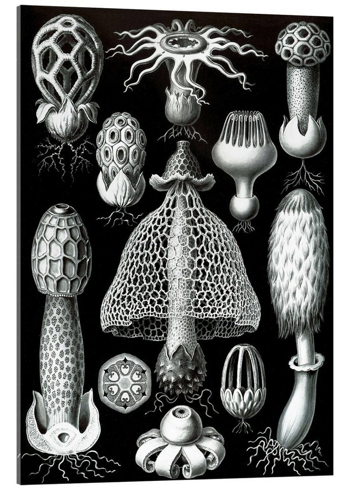 Posterlounge Acrylglasbild Ernst Haeckel, Ständerpilze, Basidiomycetes (Kunstformen der Natur, 1899), Malerei von Posterlounge