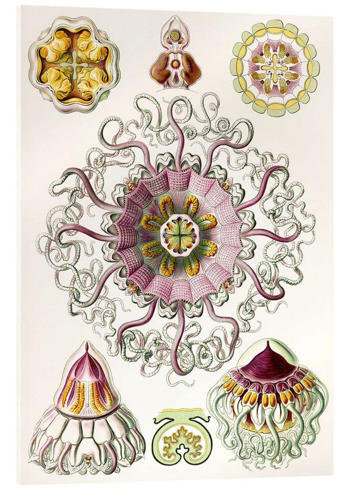 Posterlounge Acrylglasbild Ernst Haeckel, Taschenquallen, Peromedusae, Periphylla (Kunstformen der Natur, 1899), Skandinavisch Malerei von Posterlounge