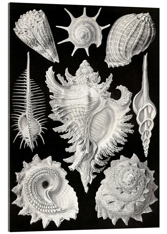 Posterlounge Acrylglasbild Ernst Haeckel, Vorderkiemerschnecken, Prosobranchia (Kunstformen der Natur, 1899), Malerei von Posterlounge