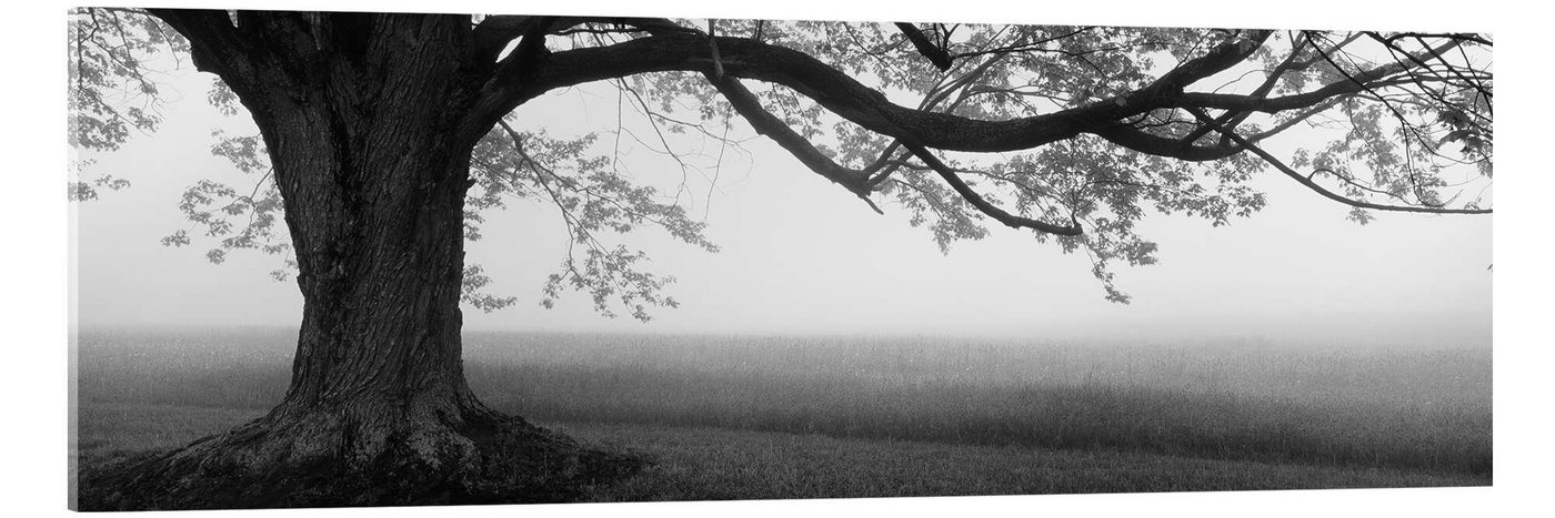 Posterlounge Acrylglasbild Panoramic Images, Alter Baum auf einer Farm, Fotografie von Posterlounge