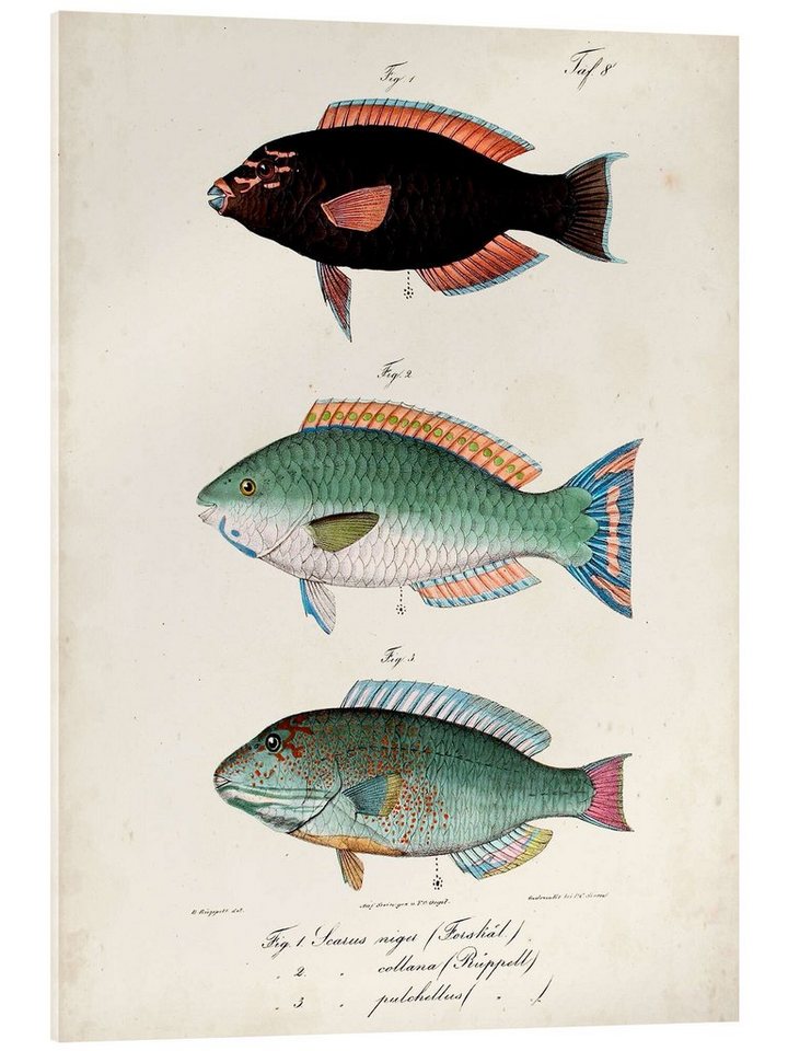 Posterlounge Acrylglasbild Vision Studio, Antikes Fisch-Trio II, Badezimmer Maritim Illustration von Posterlounge