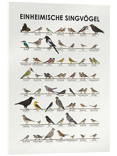 Posterlounge Einheimische Singvögel Acrylglasbild von Iris Luckhaus Wandbilder für jeden Raum 50 x 70 cm Geschenkideen Wanddeko von Posterlounge