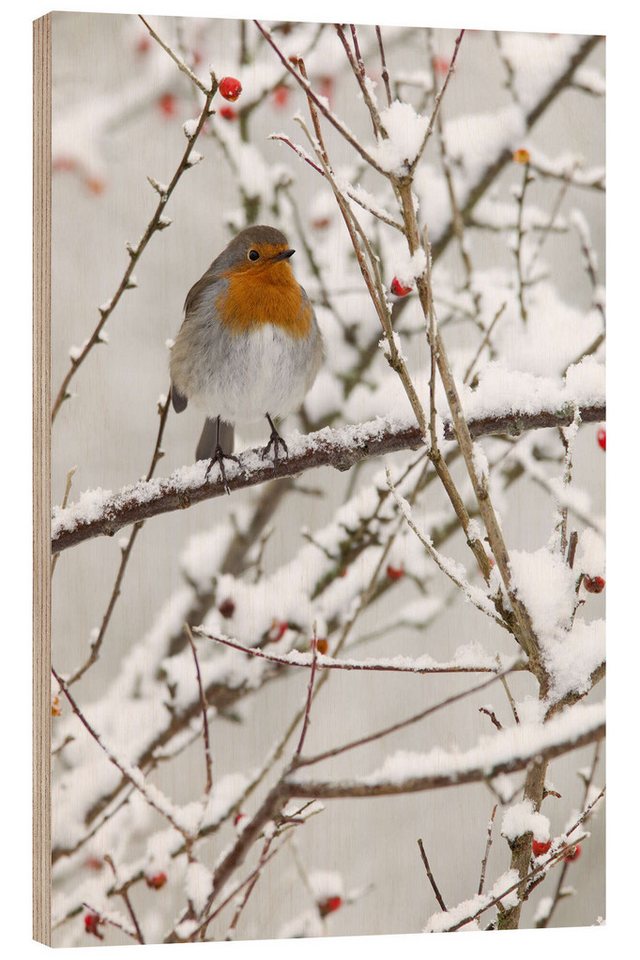 Posterlounge Holzbild Ann & Steve Toon, Rotkehlchen im Schnee, Fotografie von Posterlounge