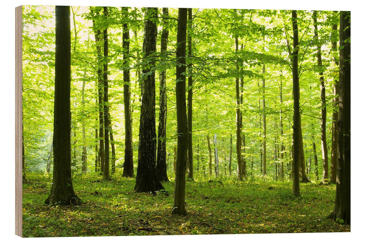 Posterlounge Holzbild Editors Choice, Sonnenlicht im grünen Wald, Fotografie von Posterlounge