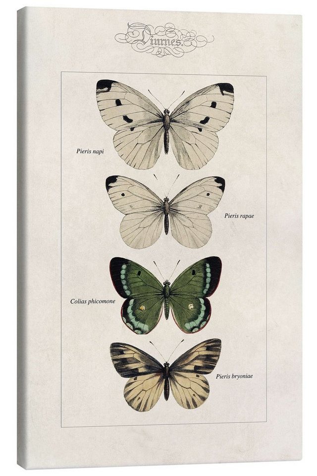 Posterlounge Leinwandbild Alexis Nicolas Noel, Tafel der Schmetterlinge, Vintage Illustration von Posterlounge