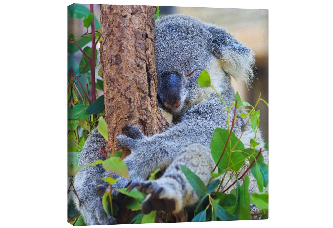 Posterlounge Leinwandbild Editors Choice, Koala umarmt Baum, Fotografie von Posterlounge