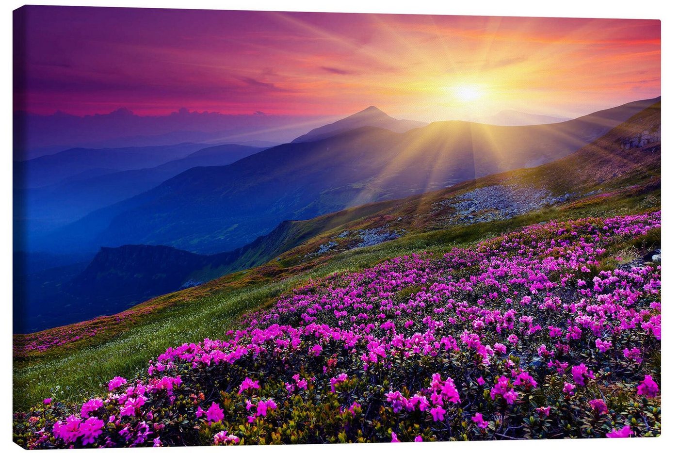 Posterlounge Leinwandbild Editors Choice, Rhododendron in den Karpaten, Fotografie Posterlounge Leinwandbild Editors Choice, Rhododendron in den Karpaten, Fotografie von Posterlounge