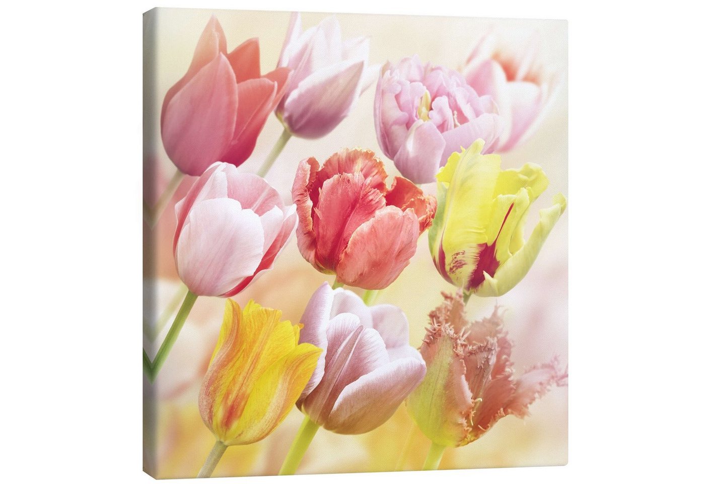 Posterlounge Leinwandbild Editors Choice, Verschiedene Tulpen, Fotografie von Posterlounge