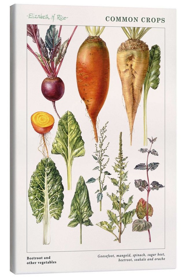 Posterlounge Leinwandbild Elizabeth Rice, Rote Beete und anderes Gemüse (englisch), Küche Landhausstil Illustration von Posterlounge