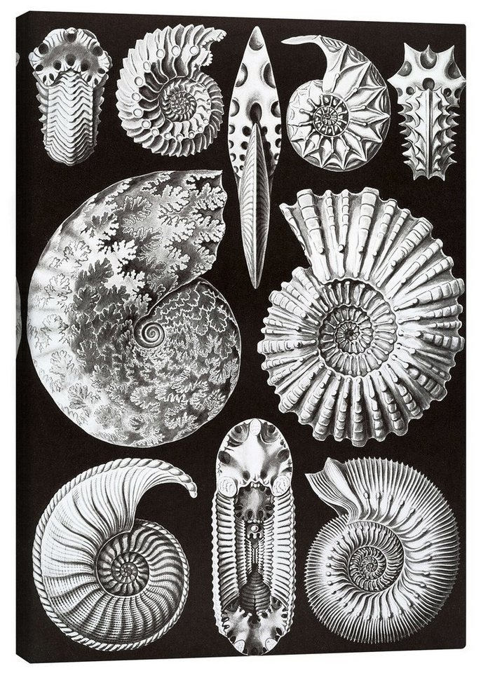 Posterlounge Leinwandbild Ernst Haeckel, Ammonshörner, Ammonitida (Kunstformen der Natur, 1899), Malerei von Posterlounge
