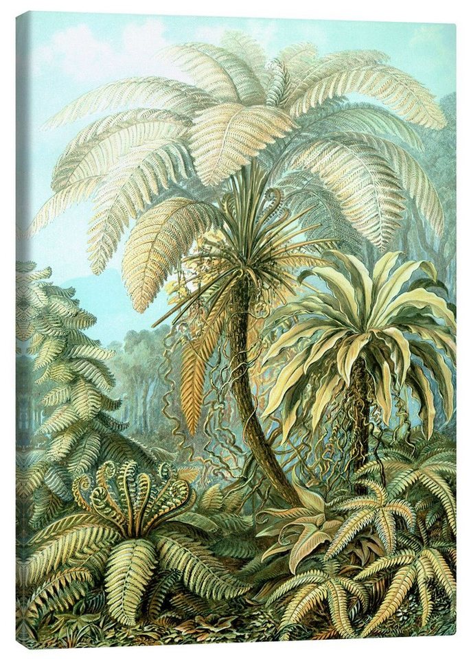 Posterlounge Leinwandbild Ernst Haeckel, Farne, Filicinae (Kunstformen der Natur, 1899), Wohnzimmer Malerei von Posterlounge