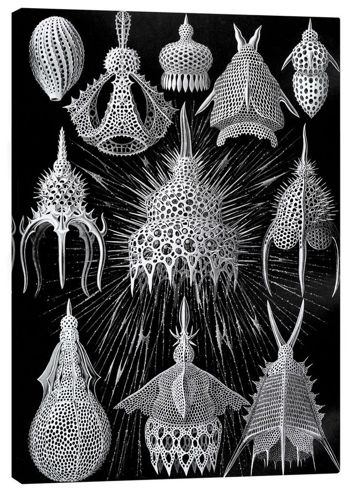 Posterlounge Leinwandbild Ernst Haeckel, Flaschenstrahlinge, Cyrtoidea (Kunstformen der Natur, 1899), Malerei von Posterlounge