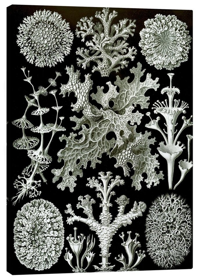 Posterlounge Leinwandbild Ernst Haeckel, Flechten, Lichenes (Kunstformen der Natur, 1899), Malerei von Posterlounge