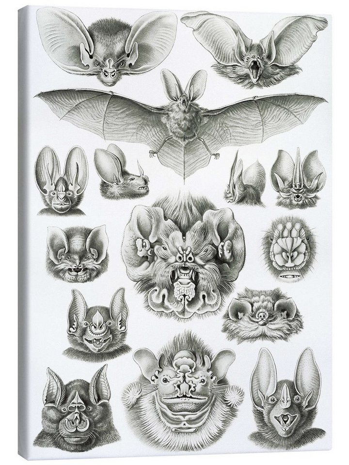 Posterlounge Leinwandbild Ernst Haeckel, Fledermäuse, Chiroptera (Kunstformen der Natur, 1899), Malerei von Posterlounge