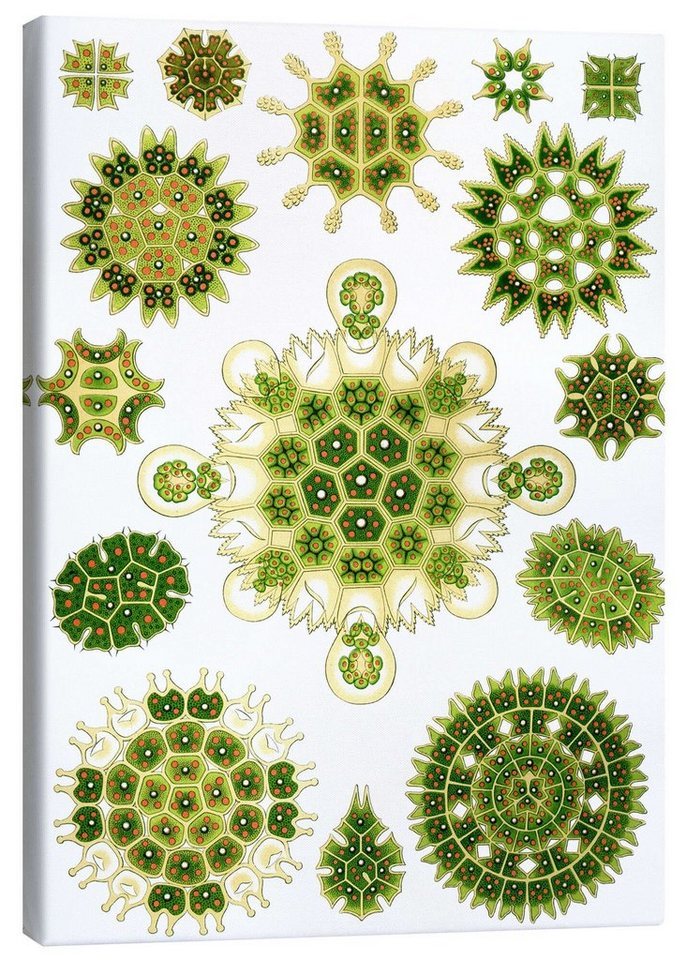 Posterlounge Leinwandbild Ernst Haeckel, Grünalgen, Melethallia (Kunstformen der Natur, 1899), Malerei von Posterlounge