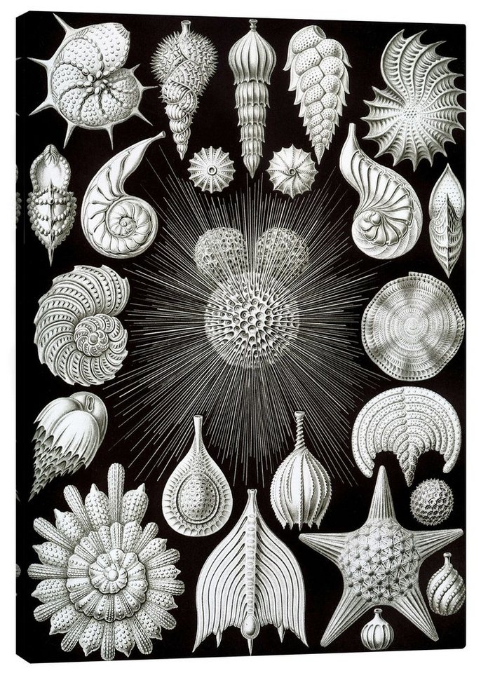 Posterlounge Leinwandbild Ernst Haeckel, Kammerlinge, Thalamphora 2 (Kunstformen der Natur, 1899), Malerei von Posterlounge