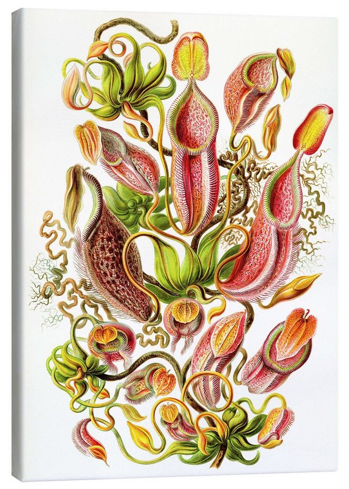 Posterlounge Leinwandbild Ernst Haeckel, Kannenpflanzen, Nepenthaceae (Kunstformen der Natur, 1899), Malerei von Posterlounge
