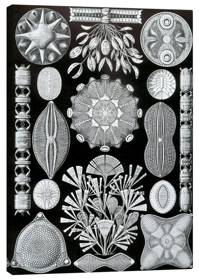 Posterlounge Leinwandbild Ernst Haeckel, Kieselalgen, Diatomea (Kunstformen der Natur, 1899), Malerei von Posterlounge