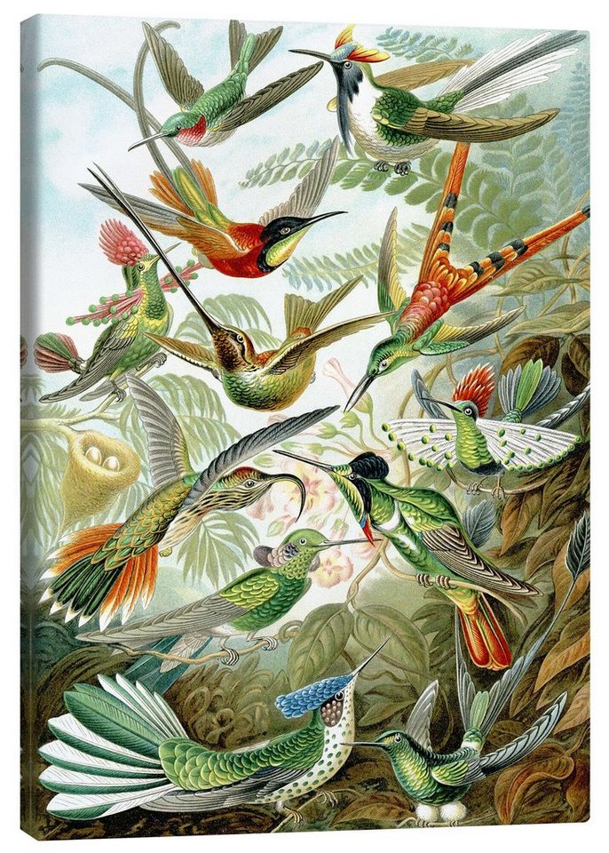 Posterlounge Leinwandbild Ernst Haeckel, Kolibris, Trochilidae (Kunstformen der Natur, 1899), Malerei von Posterlounge