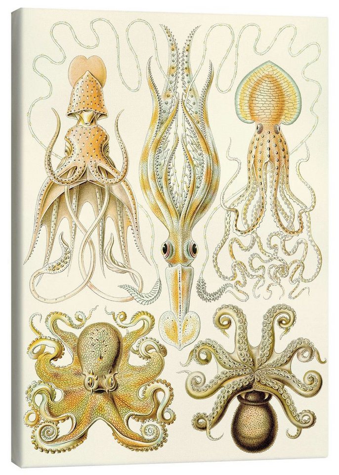 Posterlounge Leinwandbild Ernst Haeckel, Kopffüßer, Gamochonia - Kunstformen der Natur, 1899, Badezimmer Maritim Malerei von Posterlounge