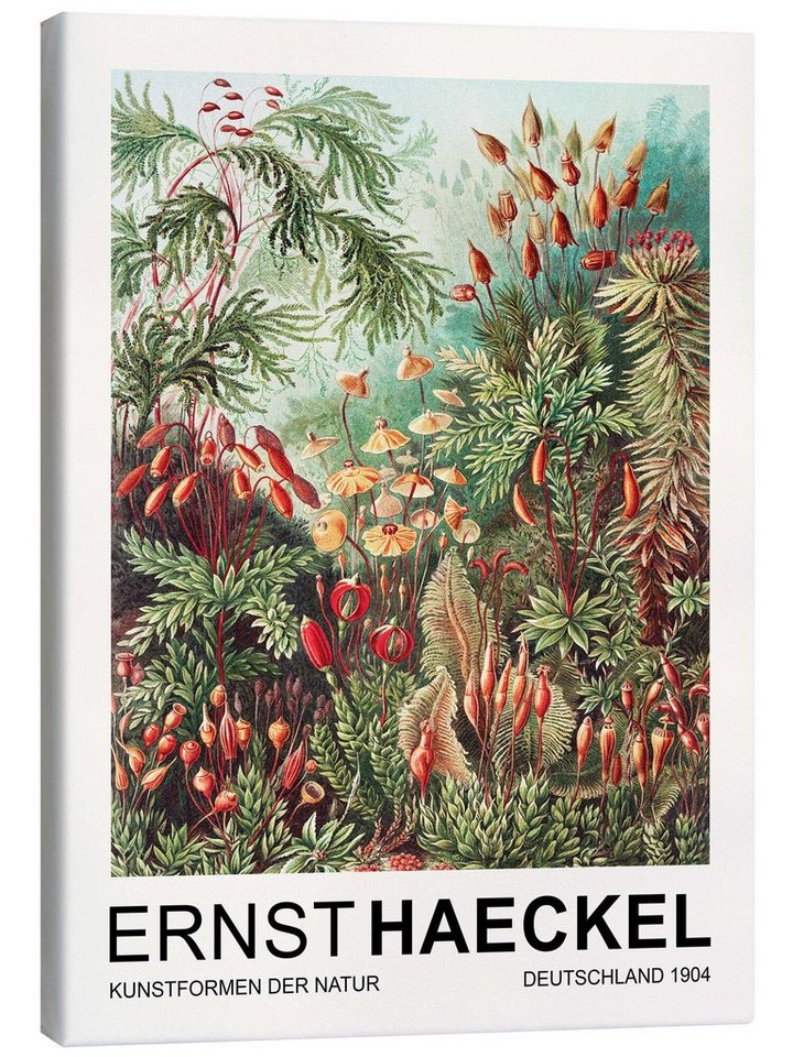 Posterlounge Leinwandbild Ernst Haeckel, Kunstformen Der Natur - Muscinae Laubmoose, Wohnzimmer Malerei von Posterlounge