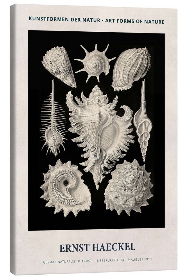 Posterlounge Leinwandbild Ernst Haeckel, Kunstformen der Natur II, Wohnzimmer Vintage Malerei von Posterlounge