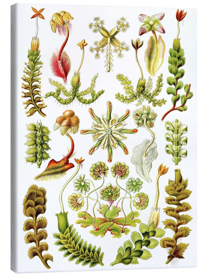 Posterlounge Leinwandbild Ernst Haeckel, Lebermoose, Hepaticae (Kunstformen der Natur, 1899), Wohnzimmer Malerei von Posterlounge
