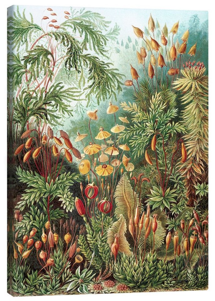 Posterlounge Leinwandbild Ernst Haeckel, Moose, Muscinae (Kunstformen der Natur, 1899), Wohnzimmer Malerei von Posterlounge