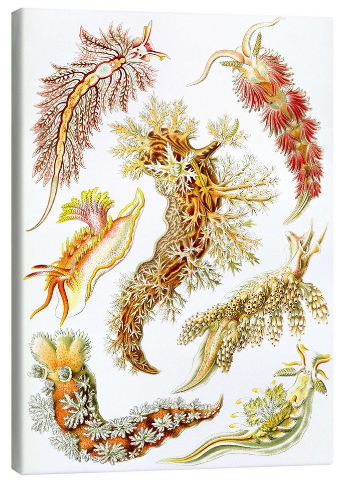 Posterlounge Leinwandbild Ernst Haeckel, Nacktkiemer, Nudibranchia (Detail, Kunstformen der Natur, 1899), Malerei von Posterlounge