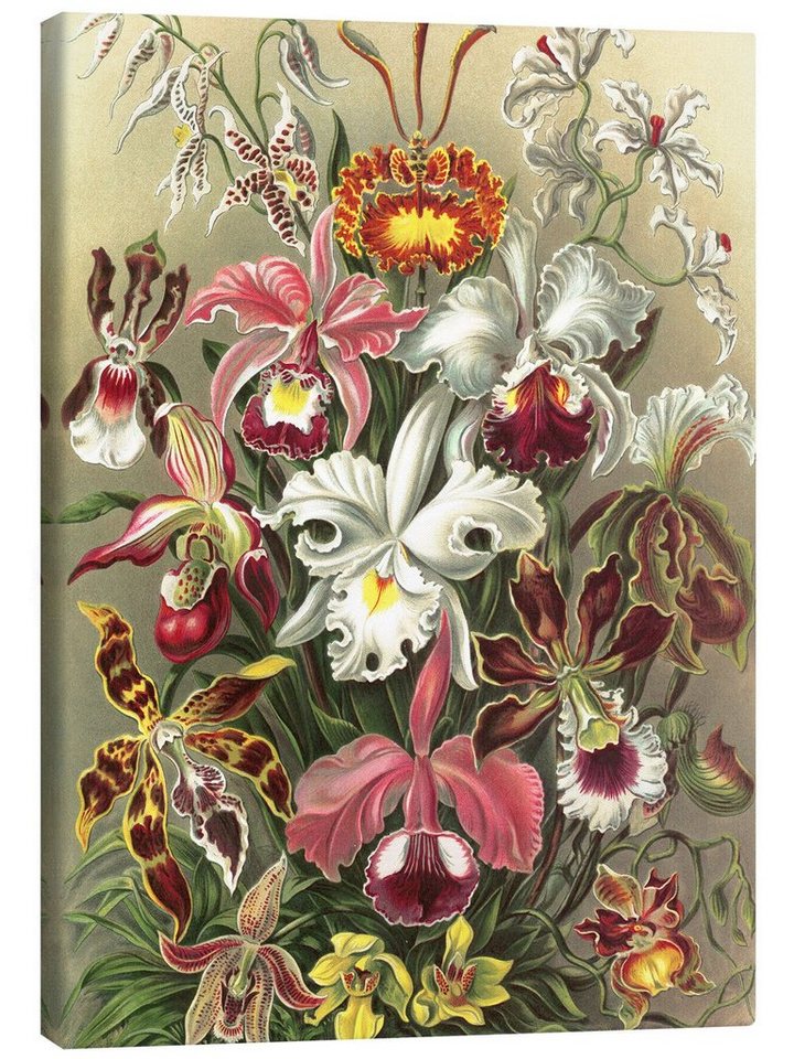 Posterlounge Leinwandbild Ernst Haeckel, Orchideen, Orchidae (Kunstformen der Natur, 1899), Wohnzimmer Vintage Malerei von Posterlounge