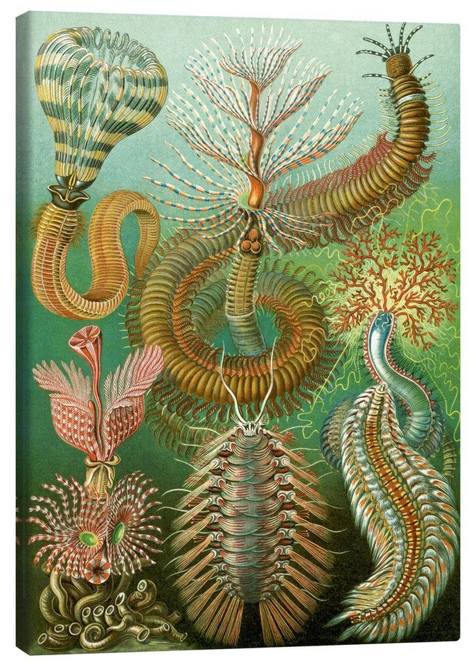 Posterlounge Leinwandbild Ernst Haeckel, Ringelwürmer, Chaetopoda (Kunstformen der Natur, 1899), Malerei von Posterlounge