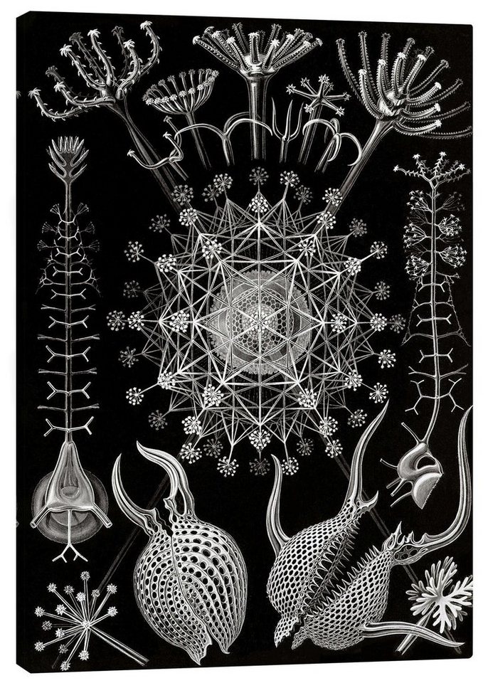 Posterlounge Leinwandbild Ernst Haeckel, Rohrstrahlinge, Phaeodaria (Kunstformen der Natur, 1899), Malerei von Posterlounge
