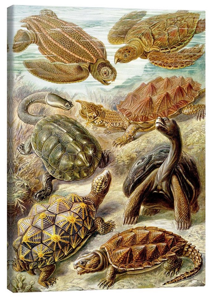 Posterlounge Leinwandbild Ernst Haeckel, Schildkröten, Chelonia (Kunstformen der Natur, 1899), Malerei von Posterlounge