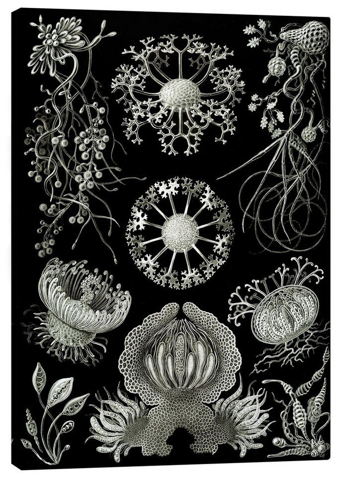 Posterlounge Leinwandbild Ernst Haeckel, Schlauchpilze, Ascomycetes (Kunstformen der Natur, 1899), Malerei von Posterlounge