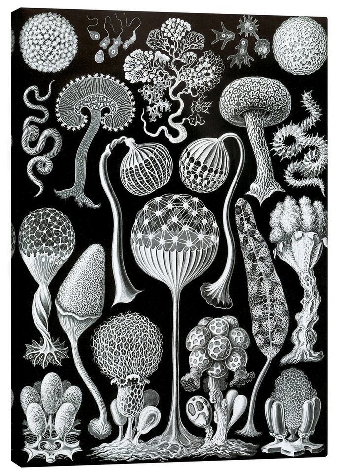 Posterlounge Leinwandbild Ernst Haeckel, Schleimpilze, Mycetozoa (Kunstformen der Natur, 1899), Malerei von Posterlounge