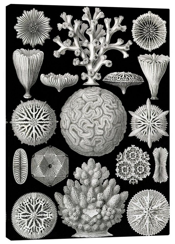 Posterlounge Leinwandbild Ernst Haeckel, Sechsstrahlige Blumentiere, Hexacorallia (Kunstformen der Natur, 1899), Malerei von Posterlounge